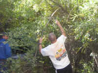 Cherry07 (10).JPG (198205 bytes)