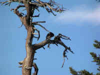 condor (2).JPG (87864 bytes)