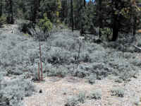 Trailmtc (22).jpg (767412 bytes)