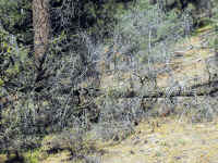 Trailmtc (9).jpg (1098468 bytes)