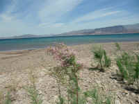 Mead (17).JPG (167306 bytes)