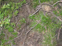 IMG_1472.jpg (155558 bytes)